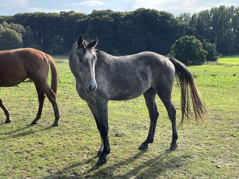 Westphalian Gelding 3 years 16.1 hh Grey in Bassum