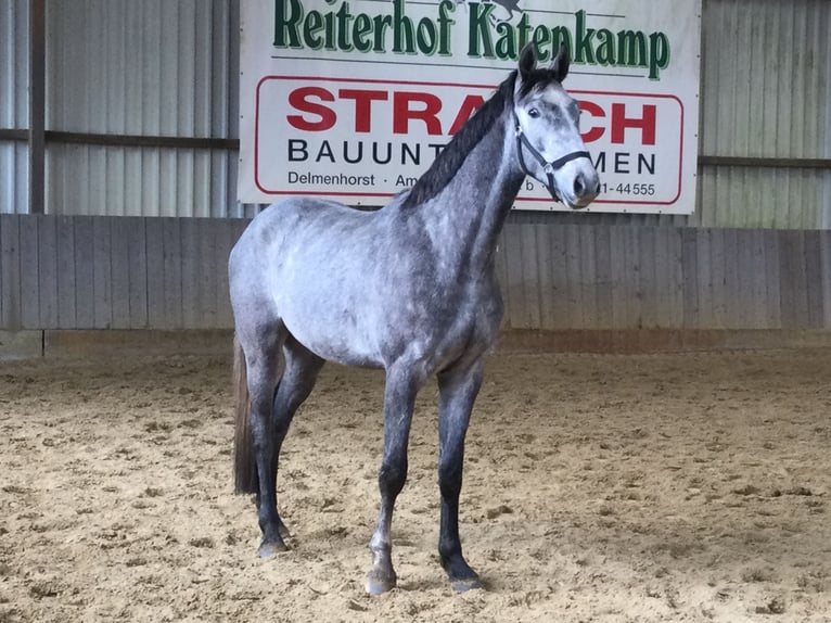 Westphalian Gelding 3 years 16.1 hh Grey in Bassum