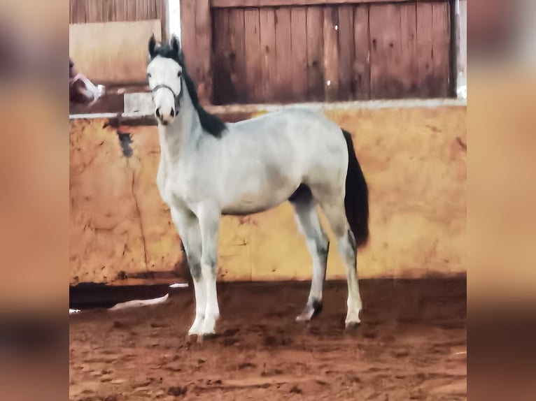 Westphalian Gelding 3 years 16.1 hh Grey in Frankenberg (Eder)