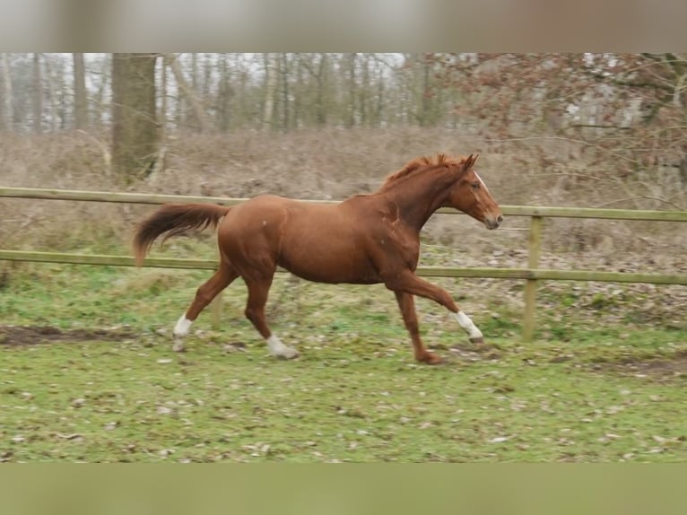 Westphalian Gelding 3 years 16.1 hh Roan-Red in Stramproy