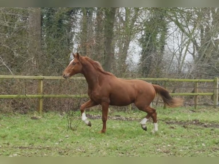 Westphalian Gelding 3 years 16.1 hh Roan-Red in Stramproy