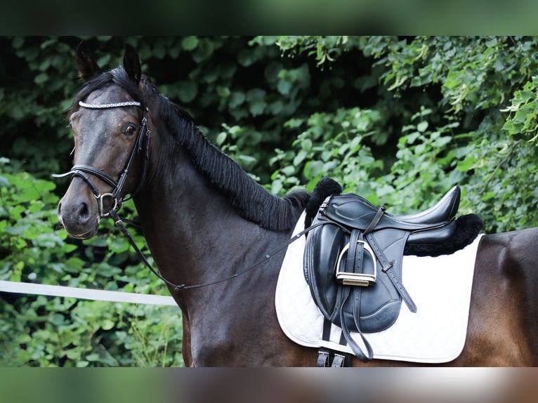 Westphalian Gelding 3 years 16.1 hh Smoky-Black in Bad Pyrmont