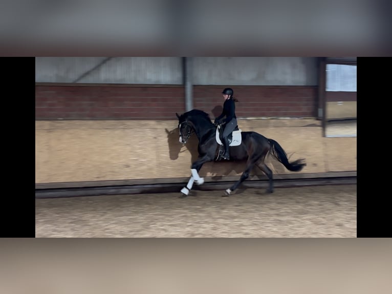 Westphalian Gelding 3 years 16,2 hh Bay-Dark in Greven