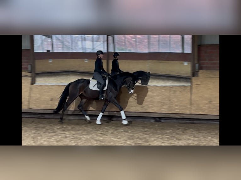 Westphalian Gelding 3 years 16,2 hh Bay-Dark in Greven