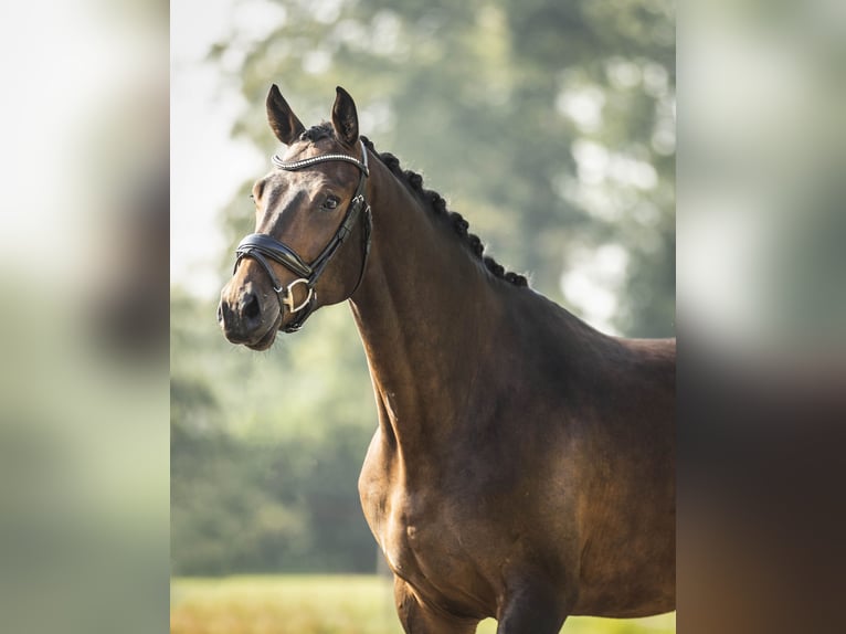 Westphalian Gelding 3 years 16,2 hh Bay-Dark in Groenekan