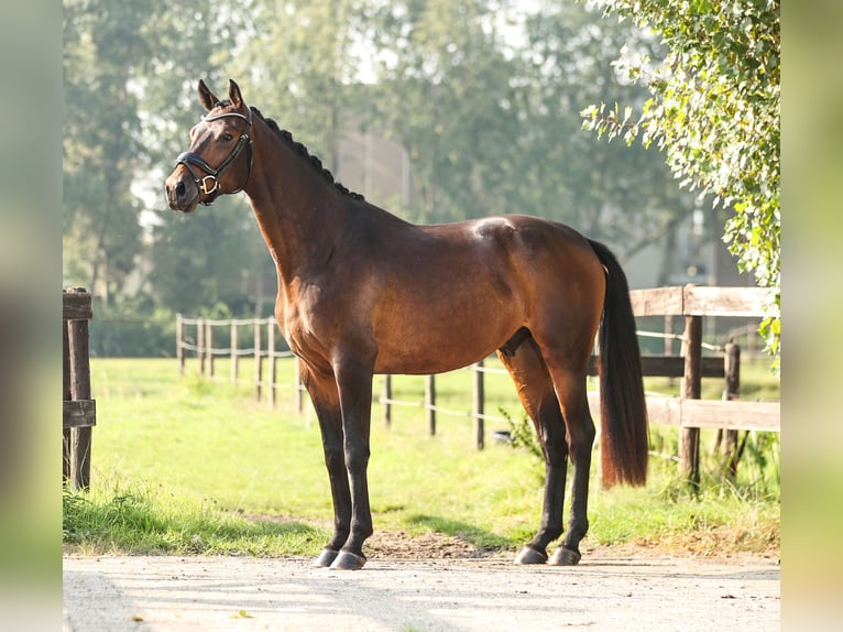 Westphalian Gelding 3 years 16,2 hh Bay-Dark in Groenekan