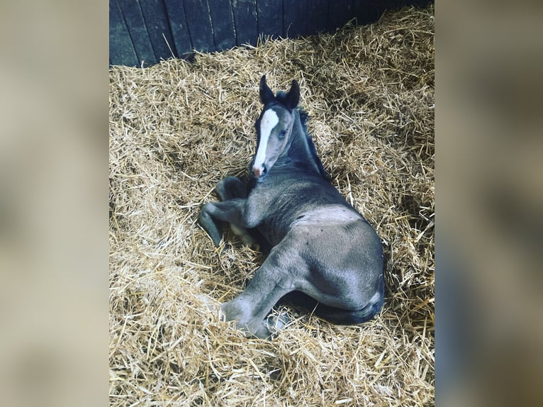 Westphalian Gelding 3 years 16,2 hh Black in Westerkappeln