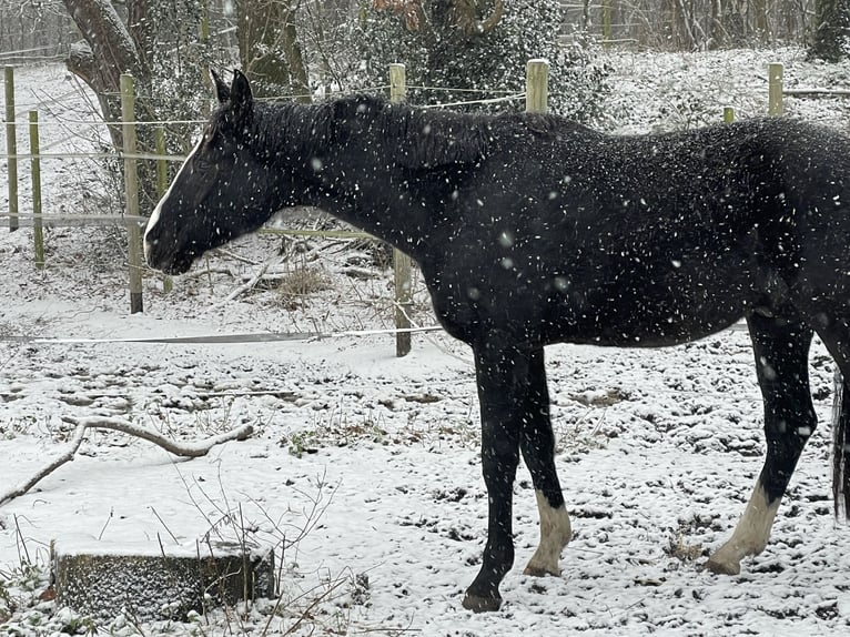 Westphalian Gelding 3 years 16,2 hh Black in Westerkappeln