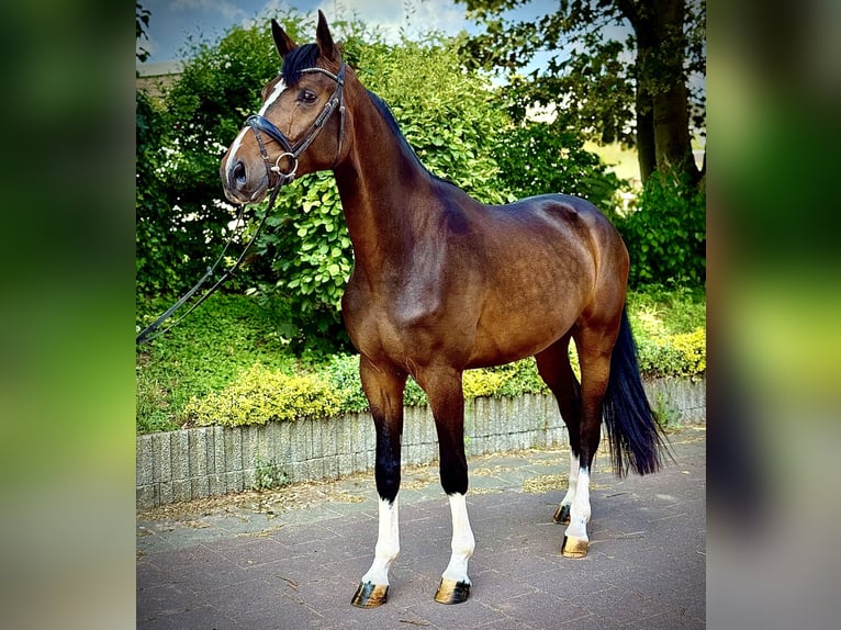 Westphalian Gelding 3 years 16.2 hh Brown in Castrop-Rauxelcastrop-Rauxel
