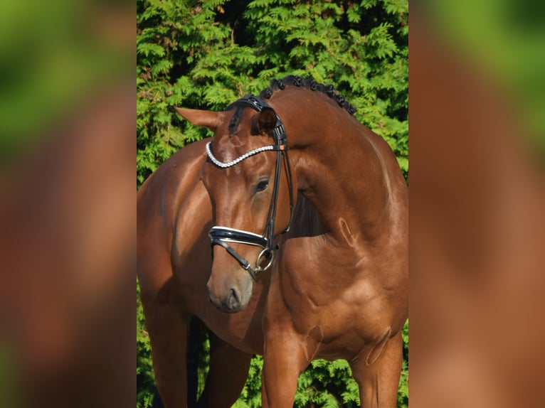 Westphalian Gelding 3 years 16,2 hh Brown in Fürstenau