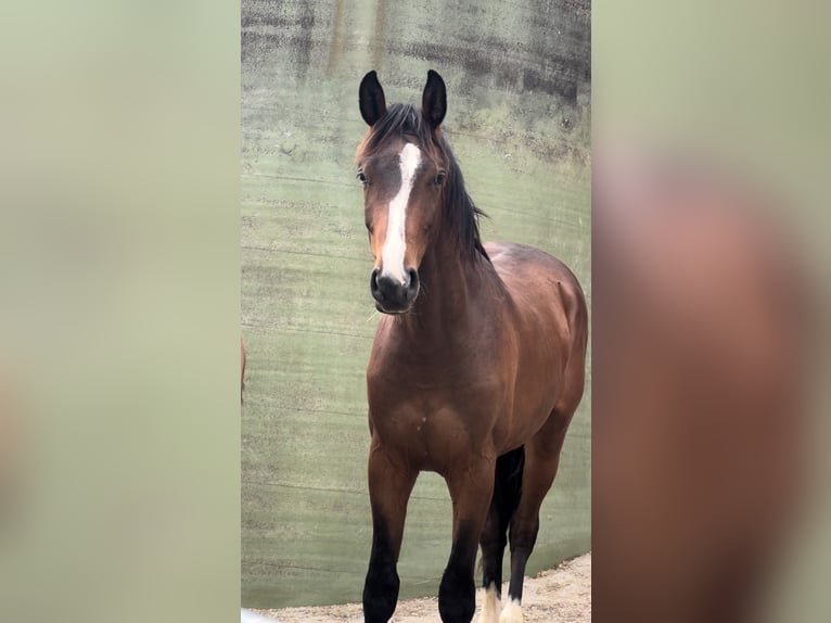 Westphalian Gelding 3 years 16,2 hh Brown in Hemishofen