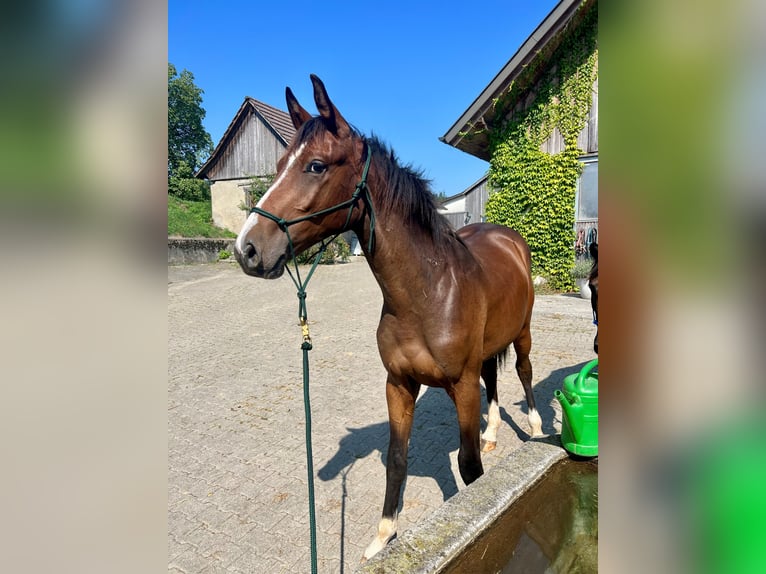 Westphalian Gelding 3 years 16,2 hh Brown in Hemishofen