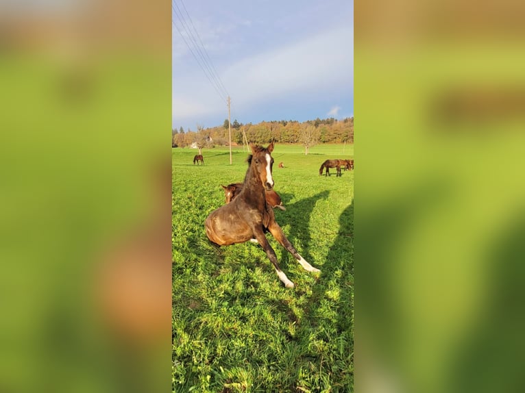 Westphalian Gelding 3 years 16,2 hh Brown in Hemishofen