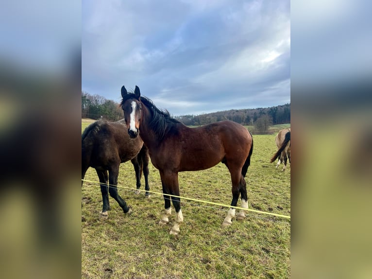 Westphalian Gelding 3 years 16,2 hh Brown in Hemishofen