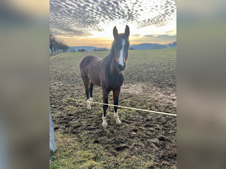 Westphalian Gelding 3 years 16,2 hh Brown in Hemishofen