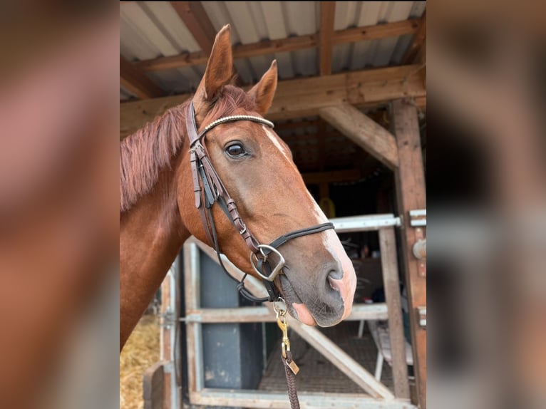 Westphalian Gelding 3 years 16.2 hh Chestnut-Red in Trendelburg