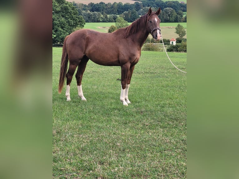 Westphalian Gelding 3 years 16.2 hh Chestnut-Red in Trendelburg