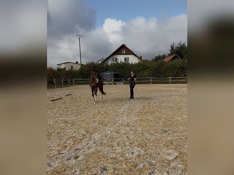 Westphalian Gelding 3 years 16.2 hh Chestnut-Red in Trendelburg