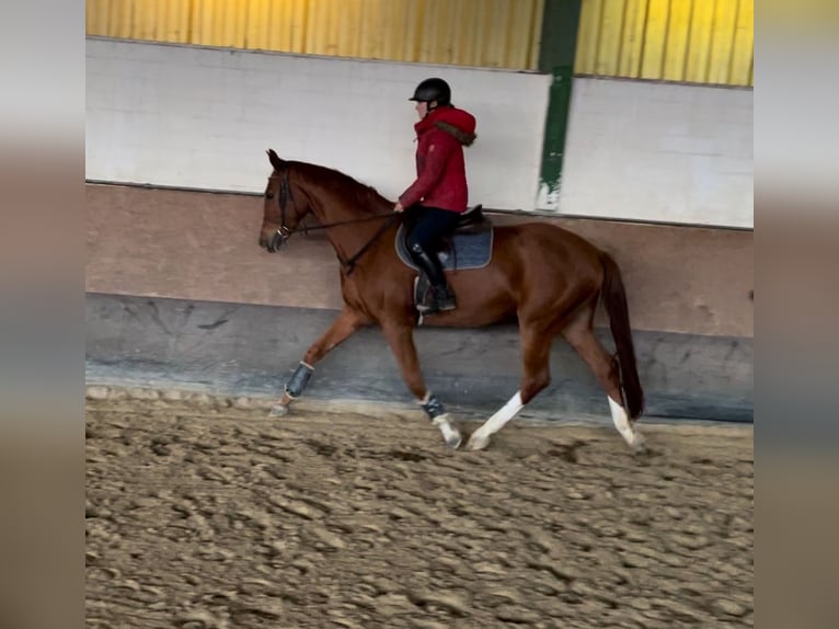 Westphalian Gelding 3 years 16,2 hh Chestnut-Red in Versmold