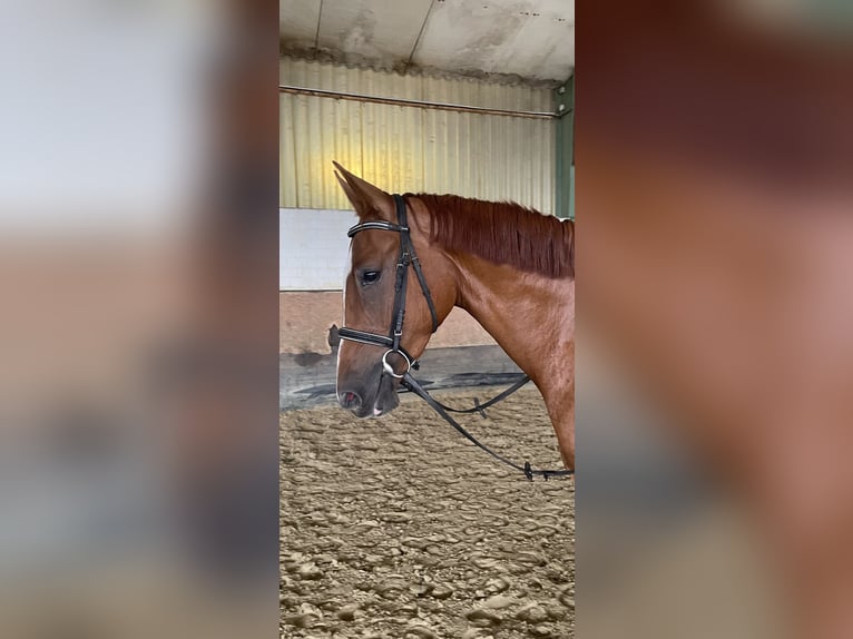 Westphalian Gelding 3 years 16,2 hh Chestnut-Red in Versmold