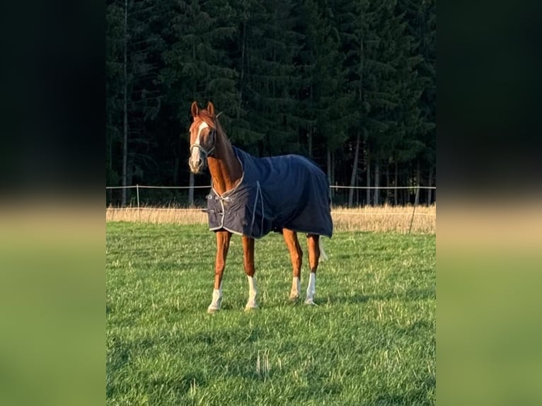 Westphalian Gelding 3 years 16.2 hh Chestnut-Red in Blankenheim