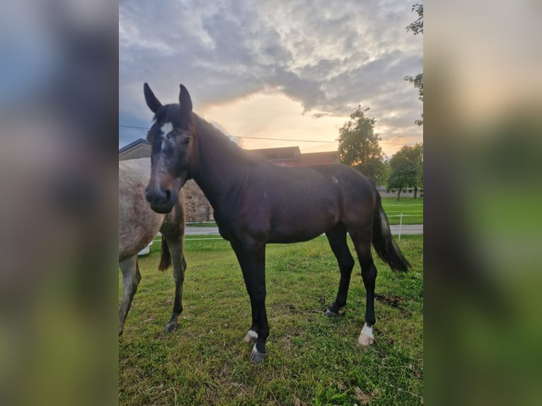 Westphalian Gelding 3 years 16.2 hh Grey in Horn-Bad Meinberg