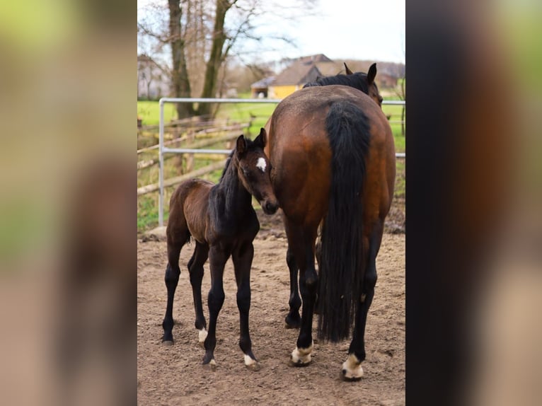 Westphalian Gelding 3 years 16.2 hh Grey in Horn-Bad Meinberg