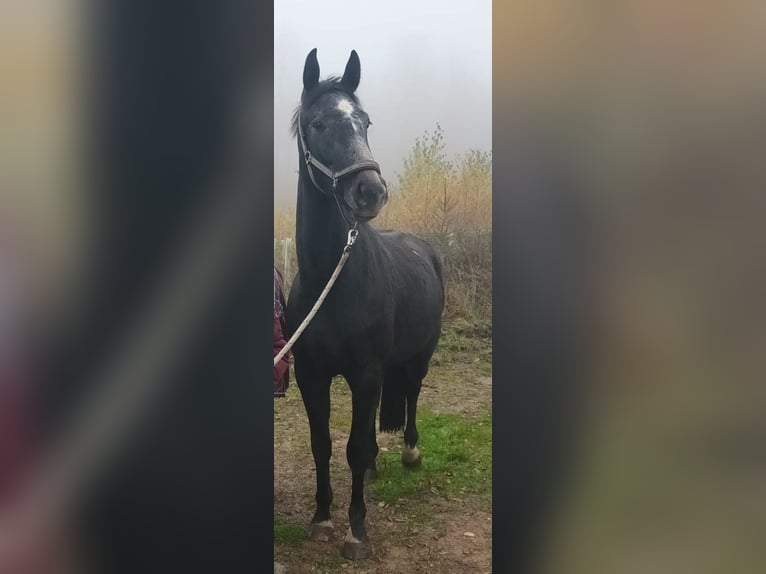 Westphalian Gelding 3 years 16.2 hh Grey in Horn-Bad Meinberg