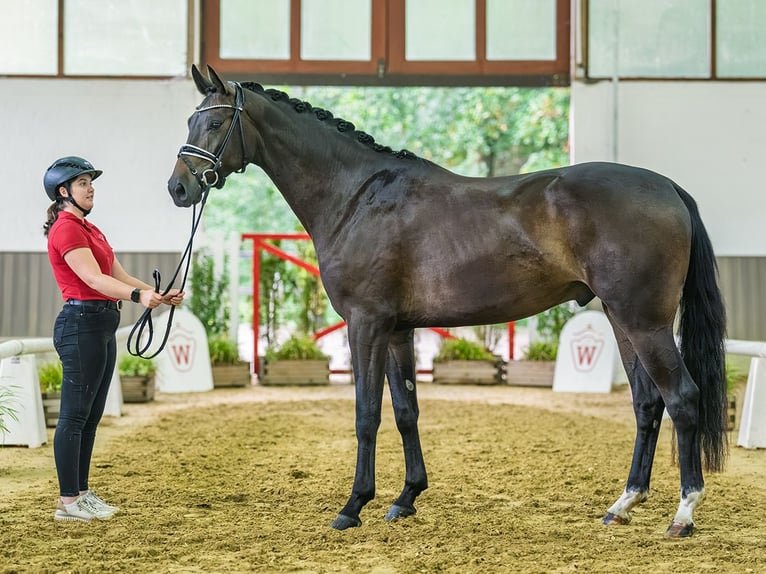Westphalian Gelding 3 years 16.2 hh Smoky-Black in Mnster-Handorf