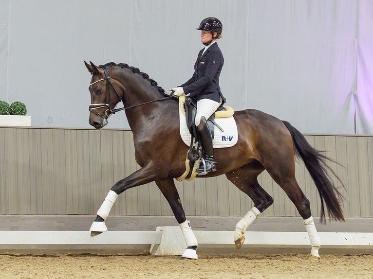 Westphalian Gelding 3 years 16.2 hh Smoky-Black in Mnster-Handorf