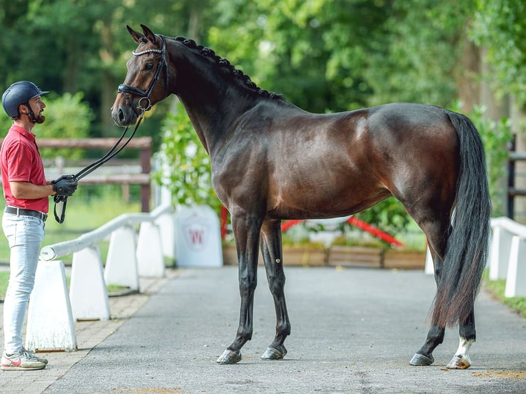 Westphalian Gelding 3 years 16,2 hh Smoky-Black in Münster