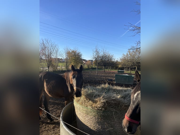Westphalian Gelding 3 years 16.3 hh Bay-Dark in Osburg