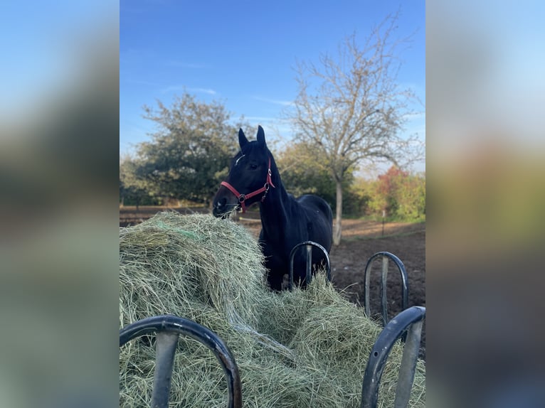 Westphalian Gelding 3 years 16.3 hh Bay-Dark in Osburg
