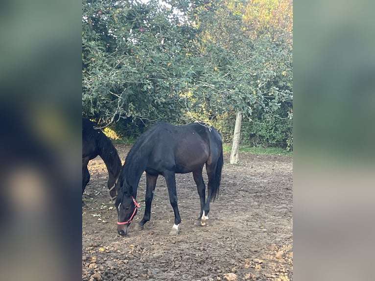 Westphalian Gelding 3 years 16.3 hh Bay-Dark in Osburg