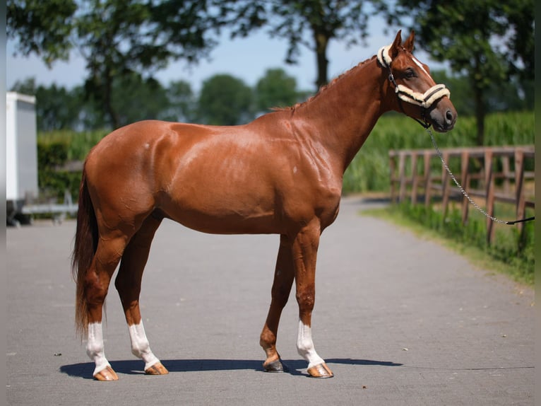 Westphalian Gelding 3 years 16.3 hh Chestnut-Red in Stramproy