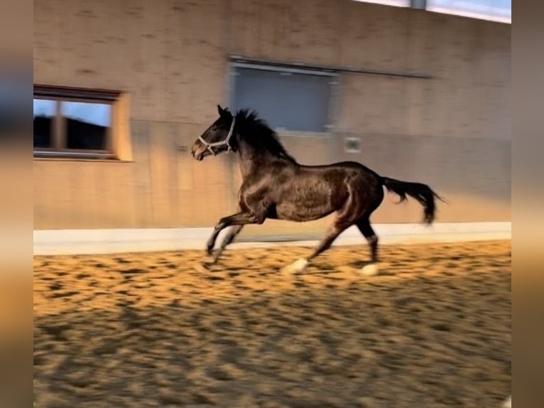 Westphalian Gelding 3 years 16 hh Bay-Dark in Verl