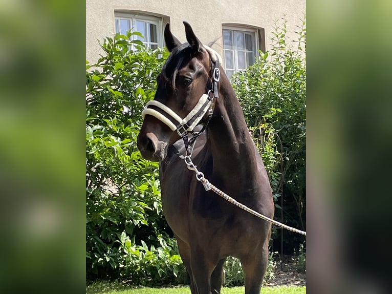 Westphalian Gelding 3 years 16 hh Bay-Dark in Ibbenbüren