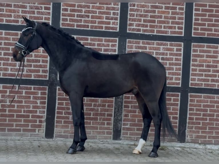 Westphalian Gelding 3 years 16 hh Bay-Dark in Telgte