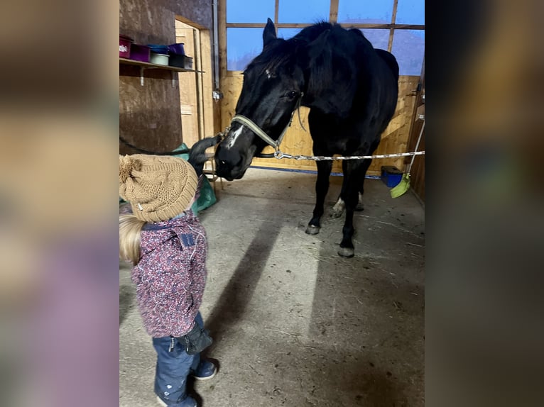 Westphalian Gelding 3 years 16 hh Bay-Dark in Bad Berleburg