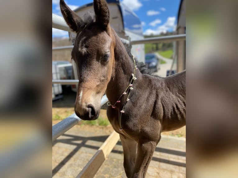 Westphalian Gelding 3 years 16 hh Bay-Dark in Bad Berleburg