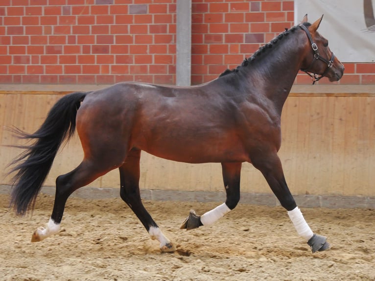 Westphalian Gelding 3 years 16 hh Bay-Dark in Dorsten