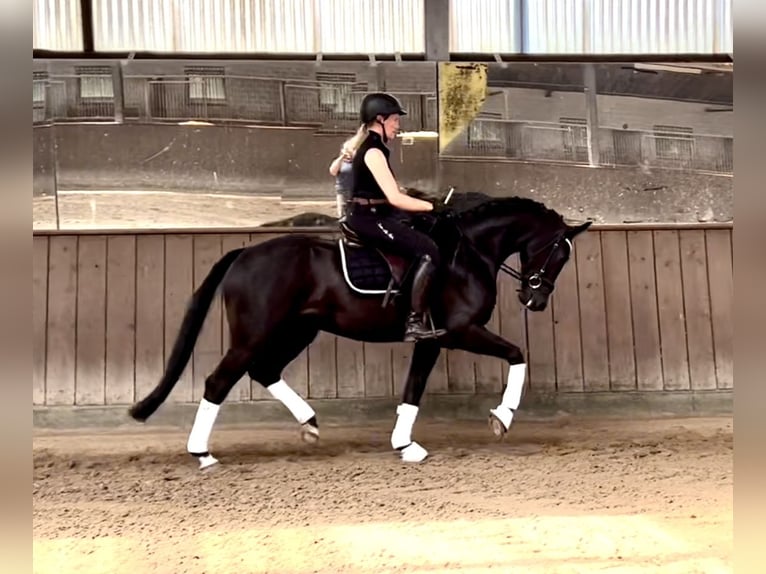 Westphalian Gelding 3 years 16 hh Black in Lingen