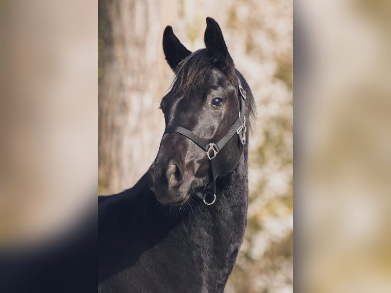 Westphalian Gelding 3 years 16 hh Black in Sankt Augustin