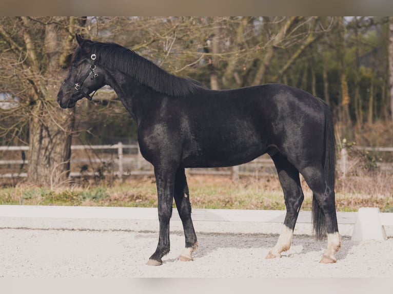 Westphalian Gelding 3 years 16 hh Black in Sankt Augustin