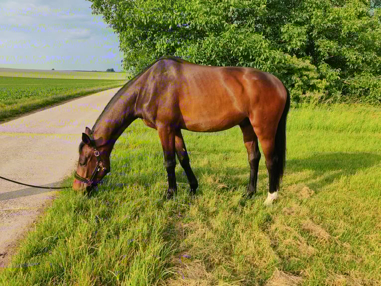 Westphalian Gelding 3 years 16 hh Brown in Uelversheim