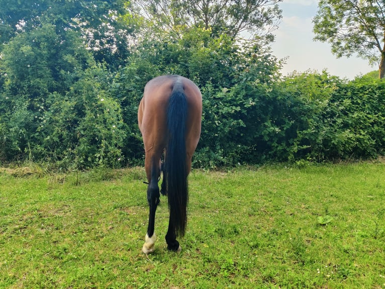 Westphalian Gelding 3 years 16 hh Brown in Uelversheim