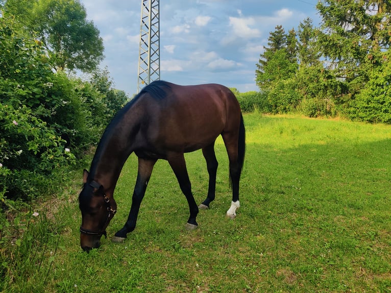 Westphalian Gelding 3 years 16 hh Brown in Uelversheim