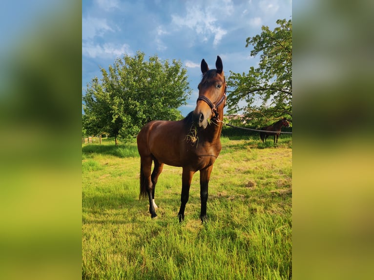 Westphalian Gelding 3 years 16 hh Brown in Uelversheim