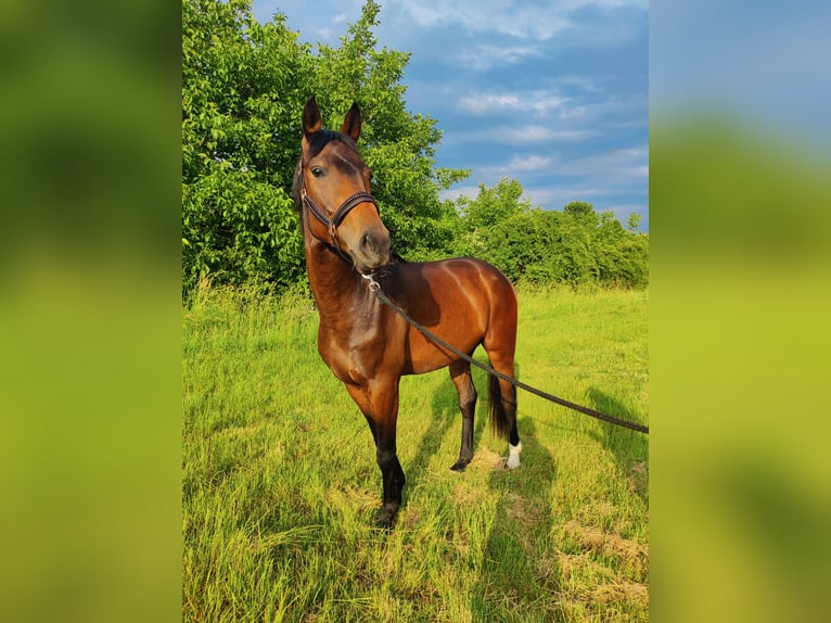 Westphalian Gelding 3 years 16 hh Brown in Uelversheim