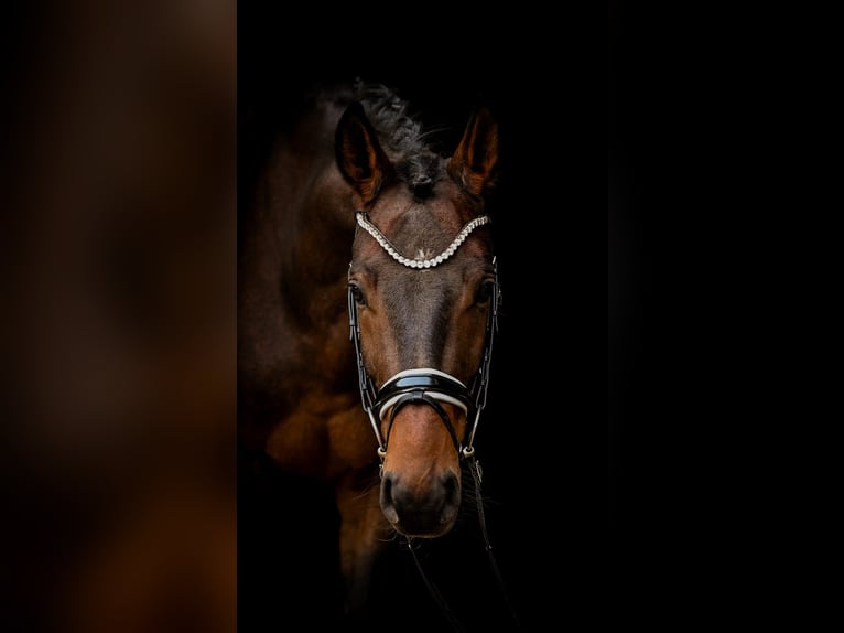 Westphalian Gelding 3 years 16 hh Brown in Uedem